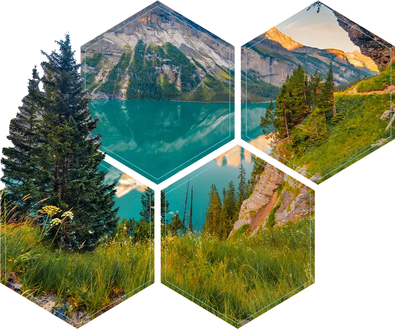 Forest and Mountains